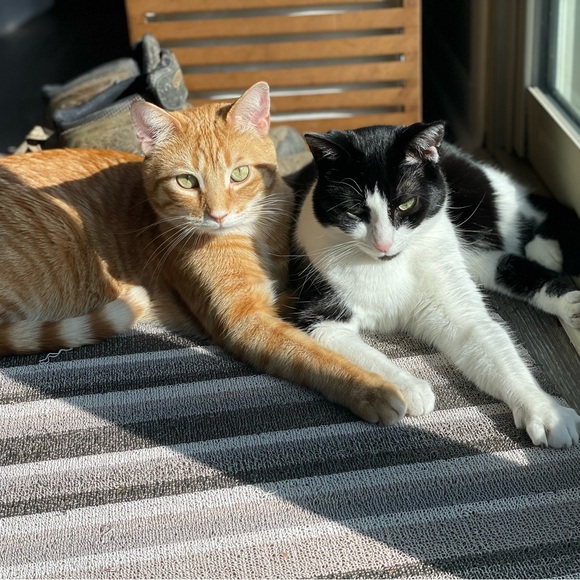 Meet your Posher, Jo😸 - Picture 1 of 1